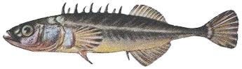 Cierniczek (Pungitius pungitius)