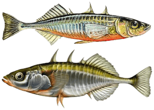 Ciernik (Gasterosteus aculeatus)
