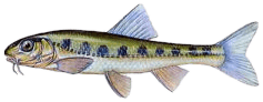 Kiełb białopłetwy (Romanogobio albipinnatus)